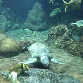 Turtle Reef at Sea World - Amazing - Aquariums Near Me - San Diego, California Turtle Reef at Sea World - Amazing - Aquariums Near Me - San Diego, California