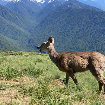 Evergreen Escapes - Hurricane Ridge with a view of the Olympic range - Tours Near Me - Seattle, Washington Evergreen Escapes - Hurricane Ridge with a view of the Olympic range - Tours Near Me - Seattle, Washington