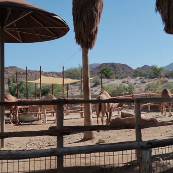 The Living Desert - Camels - Zoos Near Me - Palm Desert, California The Living Desert - Camels - Zoos Near Me - Palm Desert, California