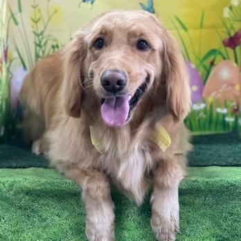 Spoiled Pup - my handsome boy - Pet Groomers Near Me - Las Vegas, Nevada Spoiled Pup - my handsome boy - Pet Groomers Near Me - Las Vegas, Nevada