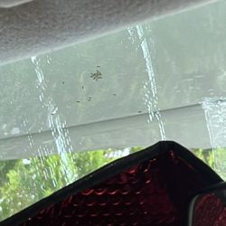 R&R Rv Rental - Ants on front window