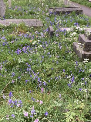 Brompton Cemetery by null