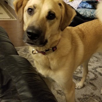 Starnes Pet Services - Pet Sitting Near Me