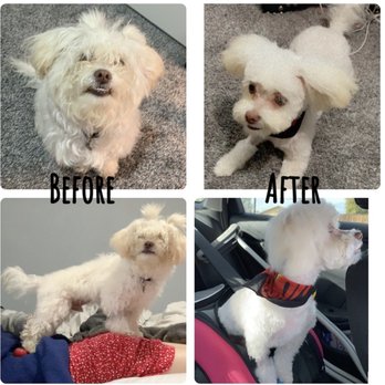 Stars Fancy Paws - Before and after hair cut - Pet Groomers Near Me - Bakersfield, California Stars Fancy Paws - Before and after hair cut - Pet Groomers Near Me - Bakersfield, California