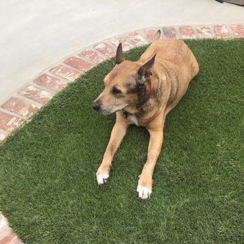 SB Turf & Landscape - "Bullet" LOVES SB Turf & Landscape - Landscaping Near Me - Santa Barbara, California