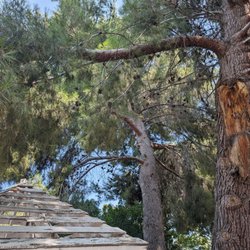 Dunne Right Tree Care - Before