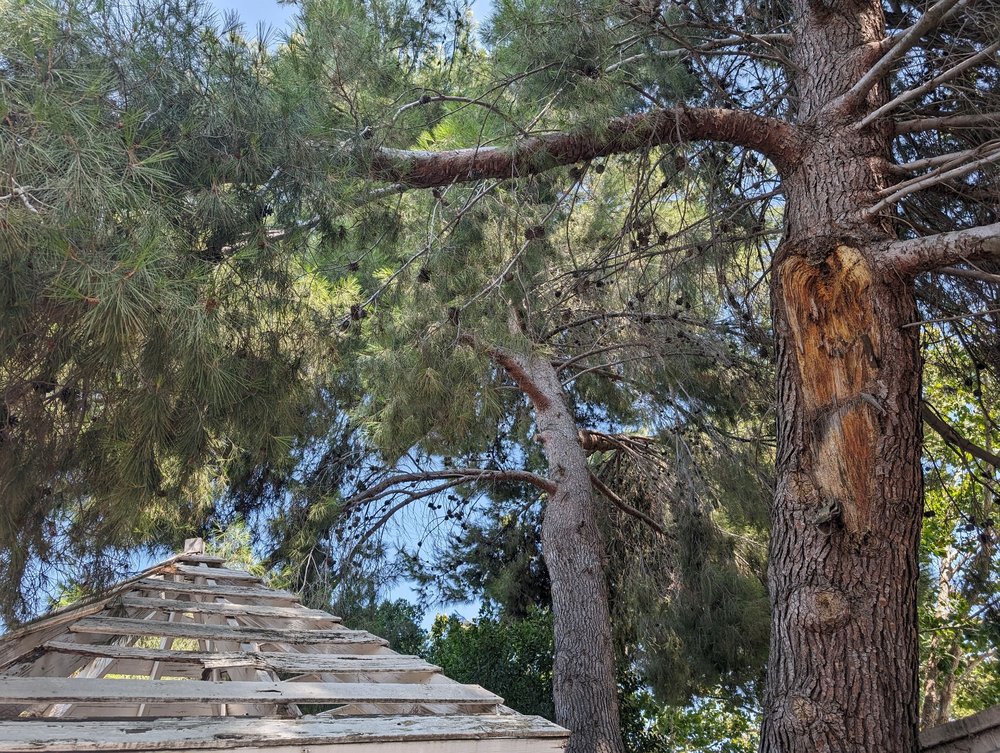 Dunne Right Tree Care - tree service in Tracy, CA