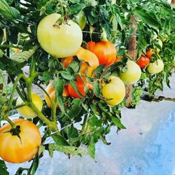 Beyond Harvest Foods