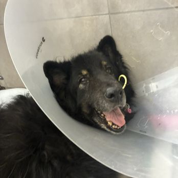 ARISE Veterinary Center - Piwo recovering post op - Veterinarians Near Me - Queen Creek, Arizona