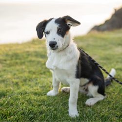 Run-A-Mutt Dog Walking & Pet Sitting - Barbie