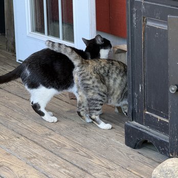 Lost Acres Orchard - Farm cats - Bakeries Near Me - Granby, Connecticut
