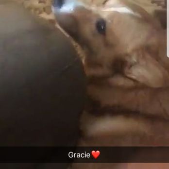 The Shot Spot - This is Princess Elizabeth Grace Dunn " Gracie" - Veterinarians Near Me - McKinney, Texas The Shot Spot - This is Princess Elizabeth Grace Dunn " Gracie" - Veterinarians Near Me - McKinney, Texas