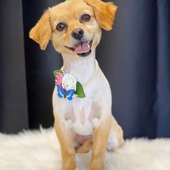 Paws in Motion DB - Pet Groomers Near Me Paws in Motion DB - Pet Groomers Near Me