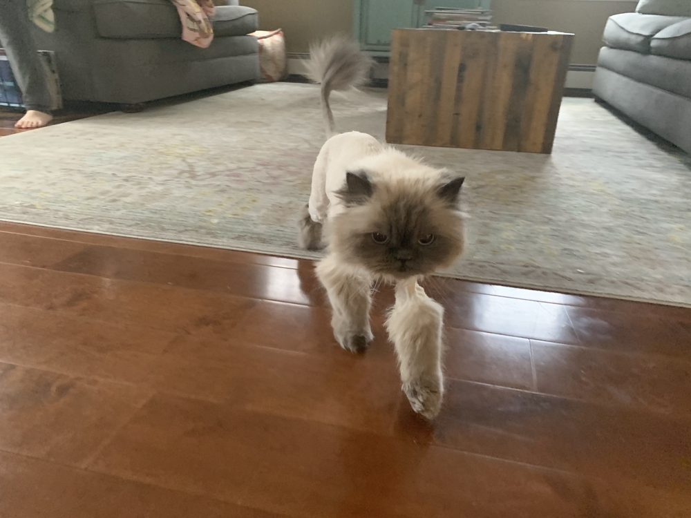 DERRY ANIMAL HOSPITAL 21 Reviews Veterinarians 28 Rd, Derry, NH Phone Number