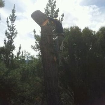 JC Tree Care Services - Tree Services Near Me - San Rafael, California
