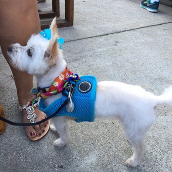 Poochies Dog Grooming, LLC - Pet Groomers Near Me - Saugus, Massachusetts