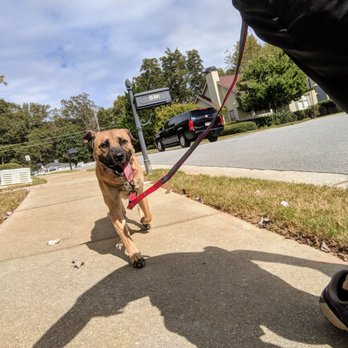 Ruff Runners - Tommy is a foster dog that benefits from our Free Runs for Fosters program. - Dog Walkers Near Me Ruff Runners - Tommy is a foster dog that benefits from our Free Runs for Fosters program. - Dog Walkers Near Me