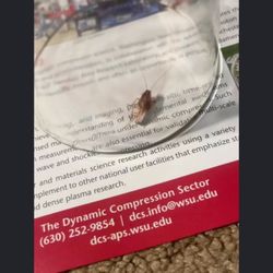Mason Properties - Cockroach