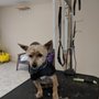 Photo of Paw by Paw Grooming Salon