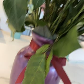 El Camino Floral Design Studio - Wilted leaves it's embarrassing. - Florists Near Me - Carlsbad, California El Camino Floral Design Studio - Wilted leaves it's embarrassing. - Florists Near Me - Carlsbad, California