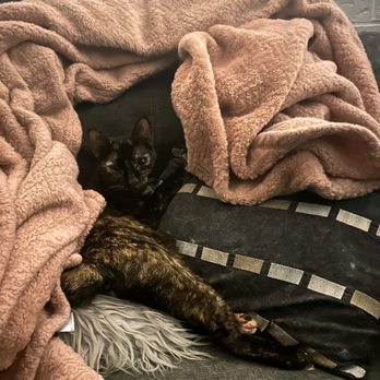 Darbster Kitty - Adopted this angel from Darbster Kitty - Pet Adoption Near Me - Manchester, New Hampshire