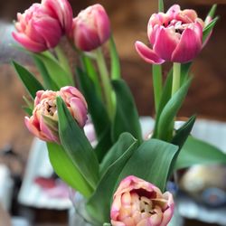 Trader Joe's - I Love flowers Tulips are my favorite