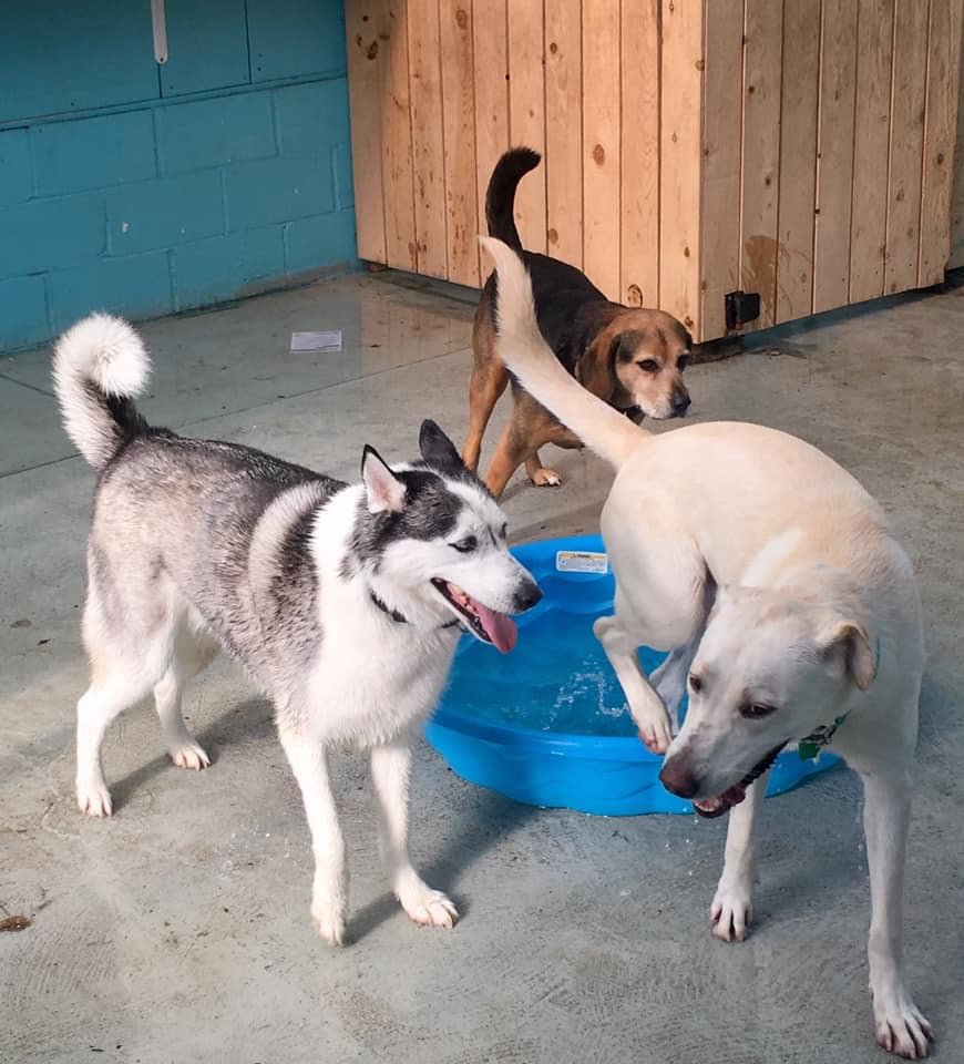 Rover the Moon - pet boarding facility in St. Louis, MO