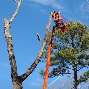 Treeworks - Removal of many dead oaks in the Morrow, Ga area - Tree Services Near Me Treeworks - Removal of many dead oaks in the Morrow, Ga area - Tree Services Near Me
