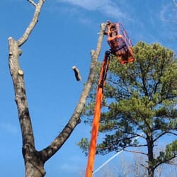 Treeworks - Removal of many dead oaks in the Morrow, Ga area
