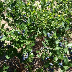 RFP Nursery Lanoka Harbor