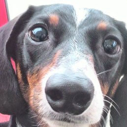Sweetest service animal ever! Sweetest service animal ever!