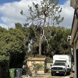 Pine tree trimmed. Pine tree trimmed.
