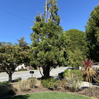 H & E Tree Service - Before removal of pine (tree was dying) - Tree Services Near Me