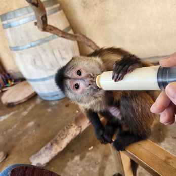 Conservation Ambassadors - Zoo to You - Capuchin monkey - Zoos Near Me - Paso Robles, California Conservation Ambassadors - Zoo to You - Capuchin monkey - Zoos Near Me - Paso Robles, California