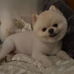 Beau Beau