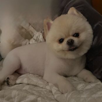 Kiyomi Pet - Beau Beau - Pet Groomers Near Me - San Gabriel, California