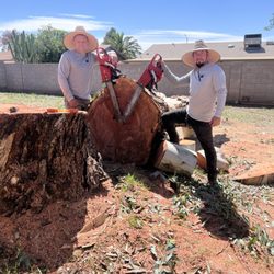 Roy's Trees - Eucalyptus tree removal downtown phoenix
