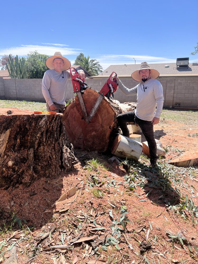 Roy's Trees - tree service in Glendale, AZ