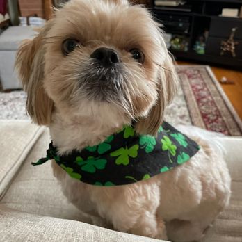 Alpha Dog Grooming Services - Pet Groomers Near Me - Philadelphia, Pennsylvania