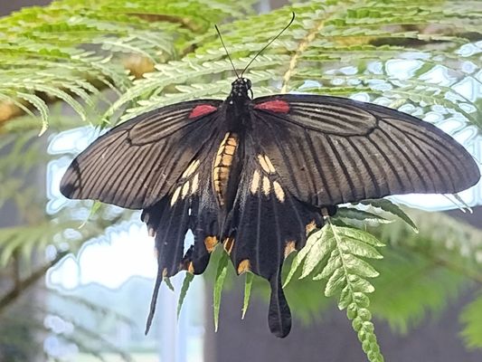 Audubon Insectarium by null