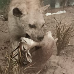 Lasting  Legacy wildlife Museum