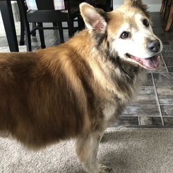 Rover Come Over Doggy Daycare - I feel and look great!!
