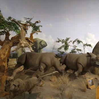 Cabela's - The scene shows a diorama with a leopard perched in a tree and two rhinoceroses on the ground, surrounded by dry grass and rocks. The background features a painted landscape of an African savanna with a blue sky and scattered clouds. Additional animal figures, such as elephants, are visible in the background, along with informational plaques on stands. - Outdoor Gear Near Me - Owatonna, Minnesota