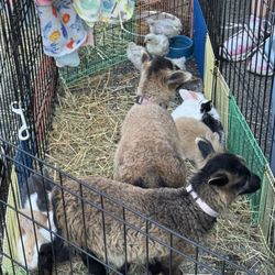 New England Party Animals