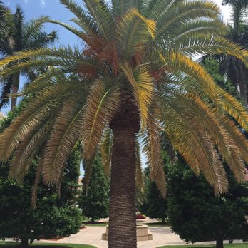 Mizner Park - Beautiful palm tree in Mizner Park shopping area in Boca Raton - Shopping Centers Near Me - Boca Raton, Florida Mizner Park - Beautiful palm tree in Mizner Park shopping area in Boca Raton - Shopping Centers Near Me - Boca Raton, Florida