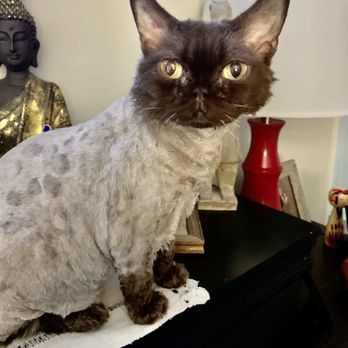 Fuzz Monsters Pet Grooming - Life is hard when you are this adorable!!! Haircut by Stevia. Sexy by Kissy - Pet Groomers Near Me - Citrus Heights, California
