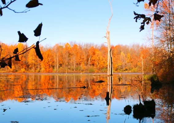 Potato Creek State Park by null