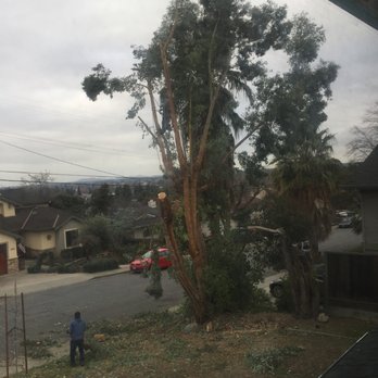 Lorenzo's Tree Service - Tree Services Near Me Lorenzo's Tree Service - Tree Services Near Me