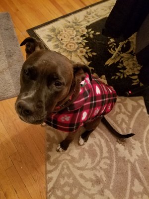 elkhound ranch kennel