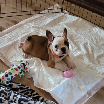 NorthCalFrenchies - Pet Breeders Near Me